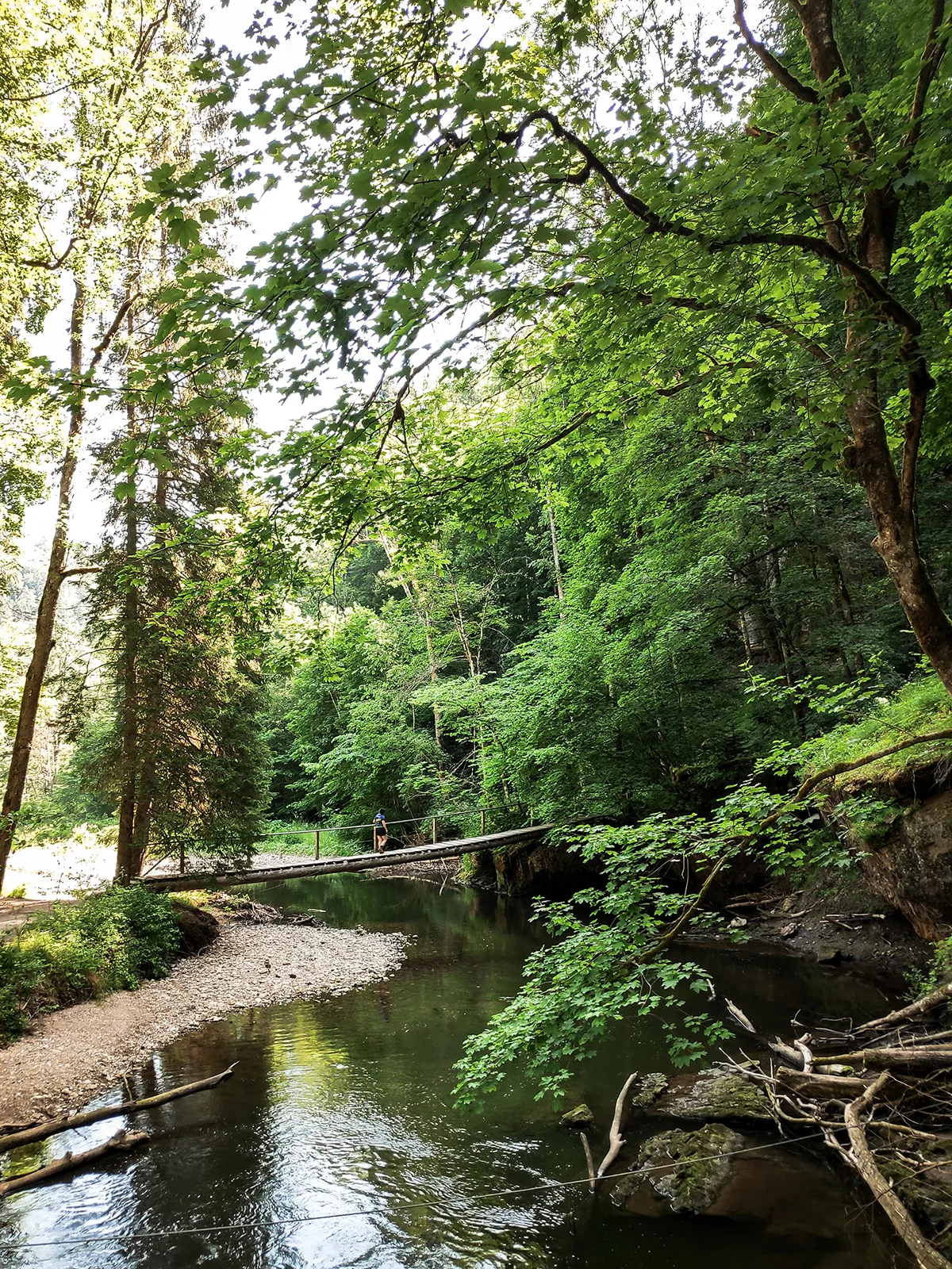 Wandelen in het Zwarte Woud