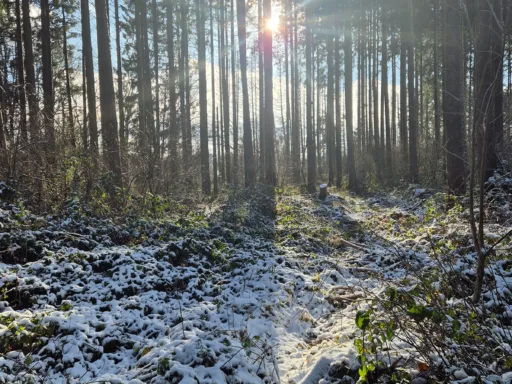 Woud van Anlier besneeuwd