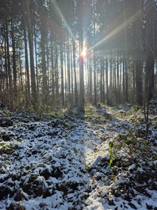 Woud van Anlier besneeuwd