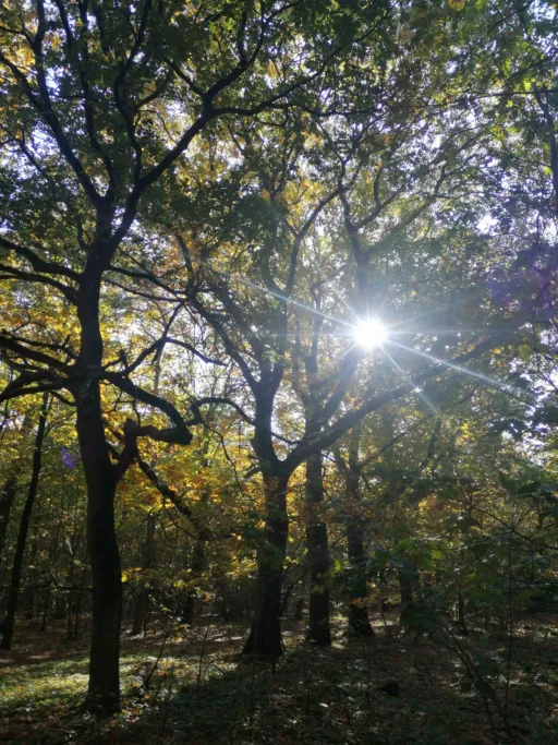 Dutch Mountain Trail